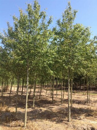 Amelanchier arborea 'Robin Hill' 12-14 Hoogstam draadkluit 2 X verplant - afbeelding 4