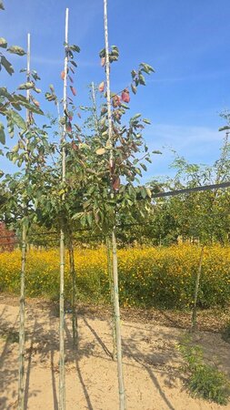 Amelanchier arborea 'Robin Hill' 8-10 Hoogstam wortelgoed - afbeelding 5