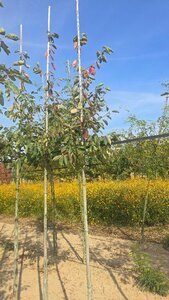 Amelanchier arborea 'Robin Hill' 8-10 Hoogstam wortelgoed - afbeelding 5