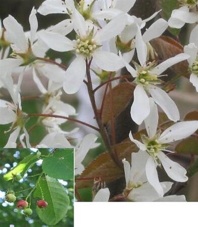 Amelanchier arborea 'Robin Hill' 8-10 Hoogstam wortelgoed - afbeelding 6