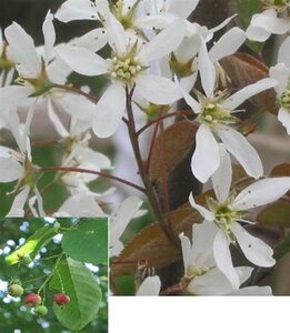 Amelanchier arborea 'Robin Hill' 8-10 Hoogstam wortelgoed - afbeelding 6