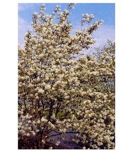 Amelanchier arborea 'Robin Hill' 8-10 Hoogstam wortelgoed - afbeelding 7