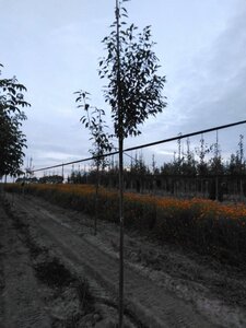 Amelanchier arborea 'Robin Hill' 8-10 Hoogstam wortelgoed - afbeelding 4