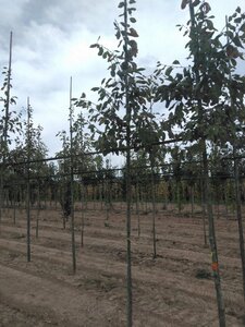 Amelanchier 'Ballerina' 8-10 Hoogstam wortelgoed - afbeelding 3