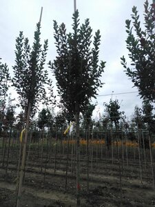 Amelanchier can. 'Glennform' 10-12 Hoogstam wortelgoed