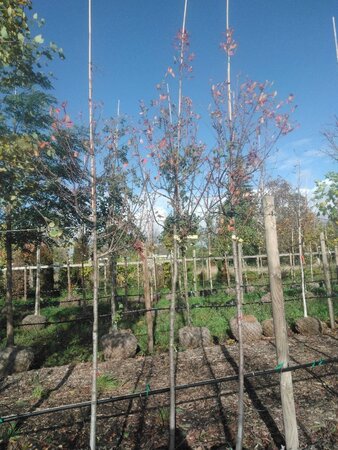 Amelanchier can. 'Glennform' 8-10 Hoogstam BAG