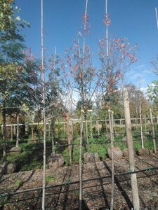 Amelanchier can. 'Glennform' 8-10 Hoogstam BAG