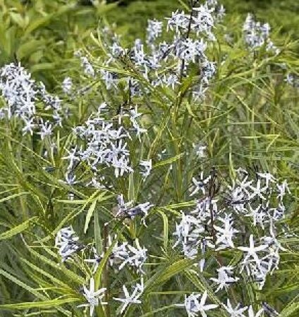 Amsonia 'Ernst Pagels' geen maat specificatie 0,55L/P9cm