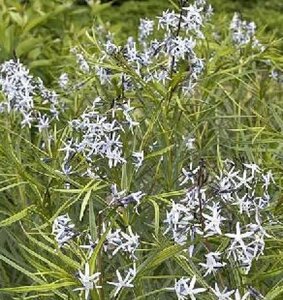 Amsonia 'Ernst Pagels' geen maat specificatie 0,55L/P9cm