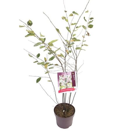 Amelanchier lamarckii 100-120 cm cont. 7,5L