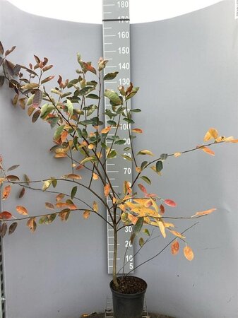 Amelanchier lamarckii 100-125 cm cont. 5,0L - afbeelding 1
