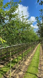 Amelanchier lamarckii 10-12 Hoogstam draadkluit - afbeelding 5