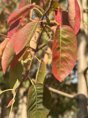 Amelanchier lamarckii 10-12 Hoogstam draadkluit - afbeelding 6