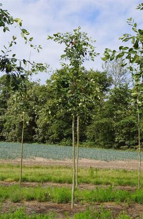 Amelanchier lamarckii 12-14 Hoogstam draadkluit 2 X verplant - afbeelding 4