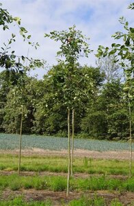 Amelanchier lamarckii 12-14 Hoogstam draadkluit 2 X verplant - afbeelding 4