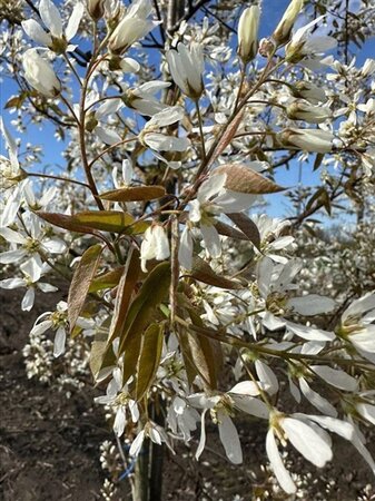 Amelanchier lamarckii 12-14 Hoogstam draadkluit 2 X verplant - afbeelding 8