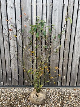 Amelanchier lamarckii 125-150 cm met kluit struik - afbeelding 2