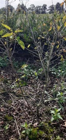 Amelanchier lamarckii 125-150 cm met kluit struik - afbeelding 1