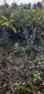 Amelanchier lamarckii 125-150 cm met kluit struik