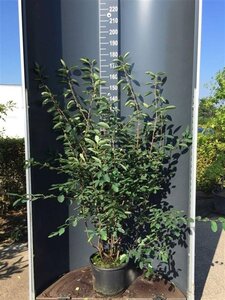 Amelanchier lamarckii 150-175 cm cont. 20L - afbeelding 2