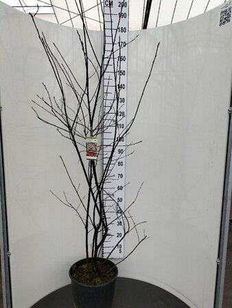 Amelanchier lamarckii 150-175 cm cont. 20L - afbeelding 4
