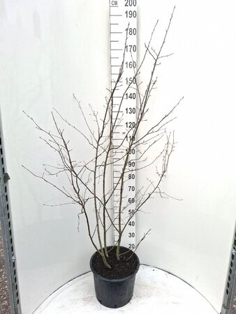 Amelanchier lamarckii 150-175 cm cont. 20L - afbeelding 4