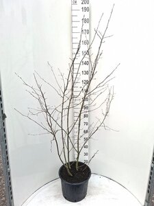 Amelanchier lamarckii 150-175 cm cont. 20L - afbeelding 4