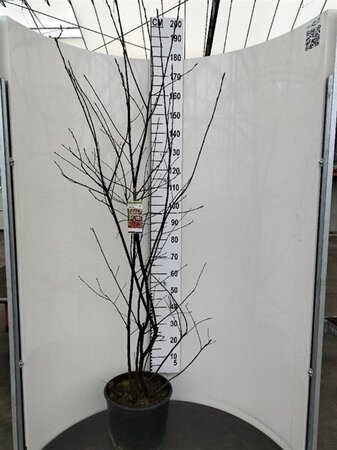Amelanchier lamarckii 150-175 cm cont. 20L - afbeelding 1