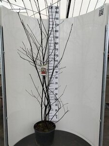 Amelanchier lamarckii 150-175 cm cont. 20L