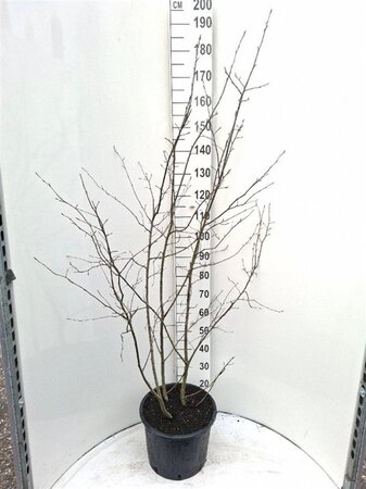 Amelanchier lamarckii 150-175 cm cont. 20L - afbeelding 6