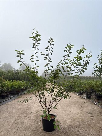 Amelanchier lamarckii 150-175 cm cont. 20L - image 5