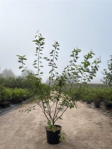 Amelanchier lamarckii 150-175 cm cont. 20L - image 5