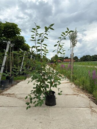 Amelanchier lamarckii 150-175 cm container meerstammig