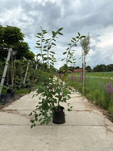 Amelanchier lamarckii 150-175 cm container meerstammig