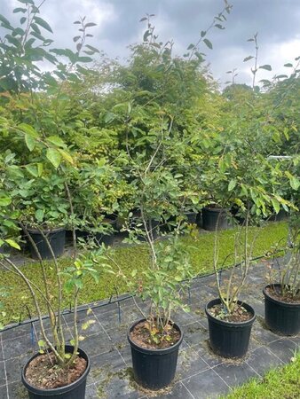 Amelanchier lamarckii 175-200 cm cont. 25L meerstammig
