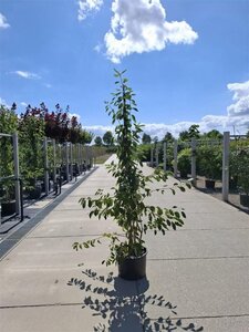 Amelanchier lamarckii 175-200 cm cont. 35L meerstammig - afbeelding 2