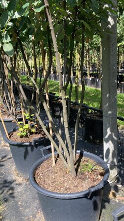 Amelanchier lamarckii 175-200 cm cont. 35L multi-stem - image 1