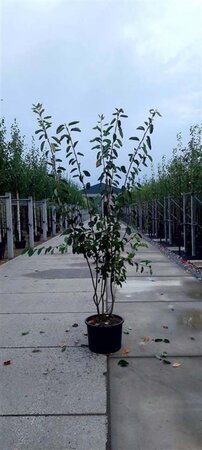 Amelanchier lamarckii 175-200 cm cont. 35L multi-stem - image 3