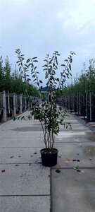 Amelanchier lamarckii 175-200 cm cont. 35L multi-stem - image 3