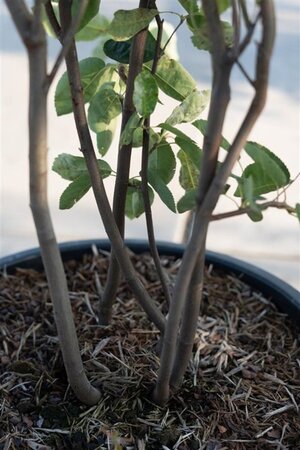 Amelanchier lamarckii 175-200 cm cont. 35L multi-stem - image 4