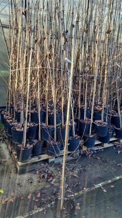 Amelanchier lamarckii 175-200 cm cont. 7,5L