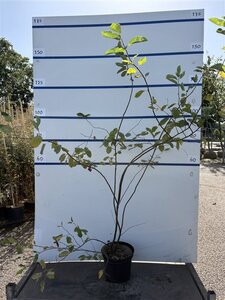 Amelanchier lamarckii 175-200 cm cont. 7,5L