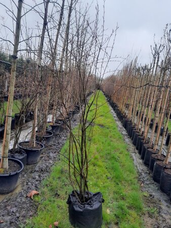 Amelanchier lamarckii 175-200 cm container meerstammig