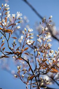 Amelanchier lamarckii 18-20 Hoogstam draadkluit 3 X verplant - afbeelding 2