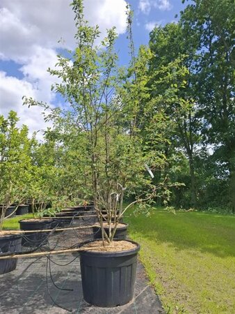 Amelanchier lamarckii 200-250 cm cont. 110L meerstammig - afbeelding 4