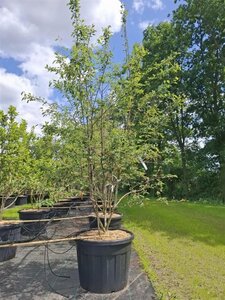 Amelanchier lamarckii 200-250 cm cont. 110L meerstammig - afbeelding 4