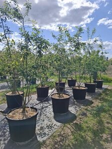 Amelanchier lamarckii 200-250 cm cont. 110L multi-stem