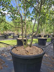 Amelanchier lamarckii 200-250 cm cont. 110L multi-stem - image 2