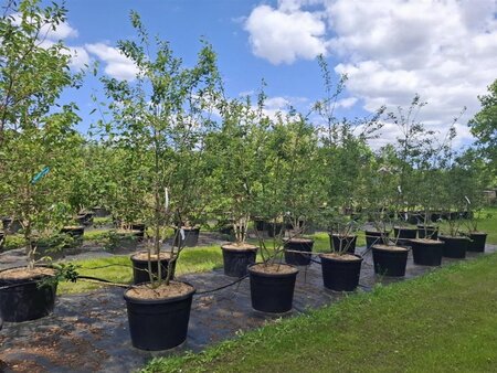 Amelanchier lamarckii 200-250 cm cont. 110L multi-stem - image 3