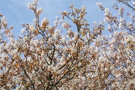 Amelanchier lamarckii 20-25 Hoogstam draadkluit 250 cm stam - afbeelding 3